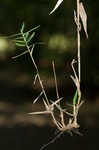 Bearded skeletongrass